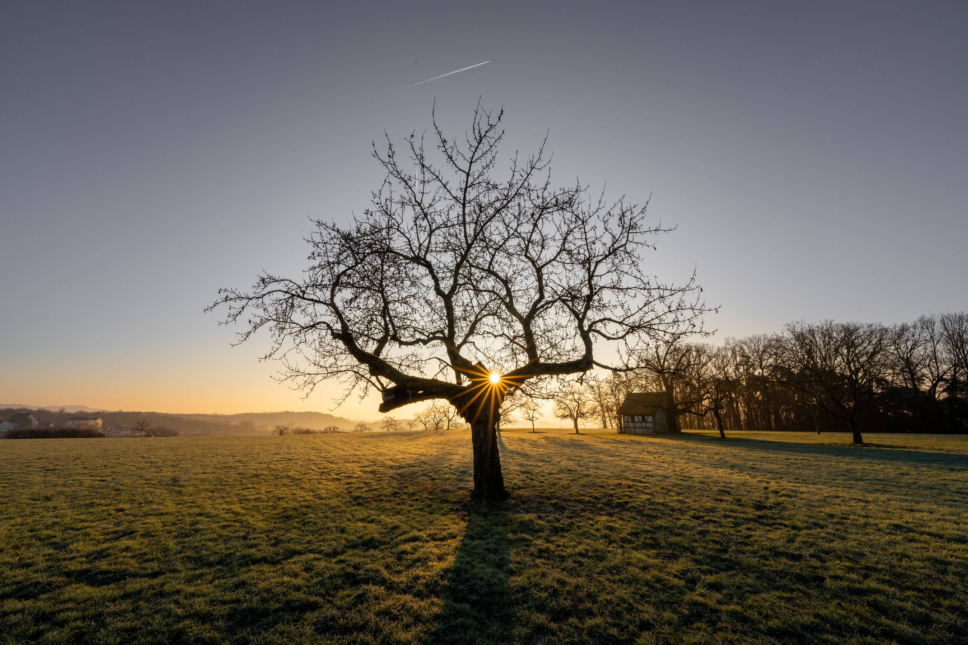 Orchard Sunrise