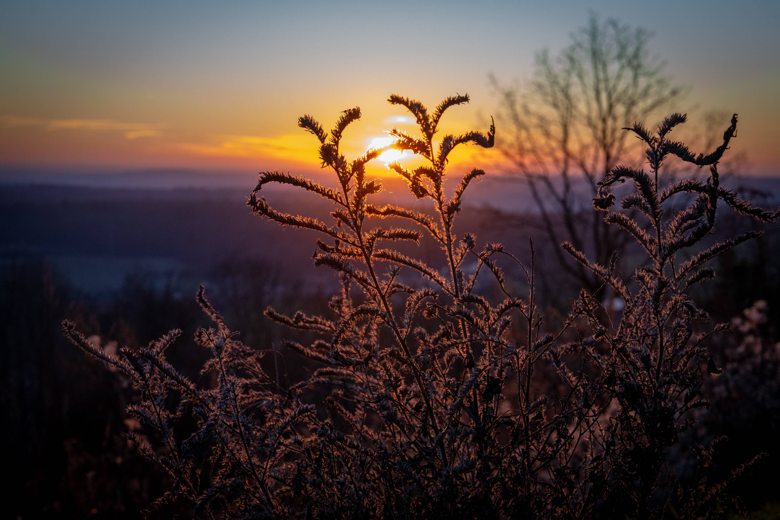 Winter sunset silhouette