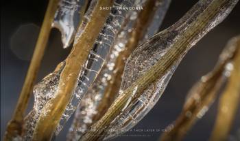 Blades of grass covered with a thick layer of ice