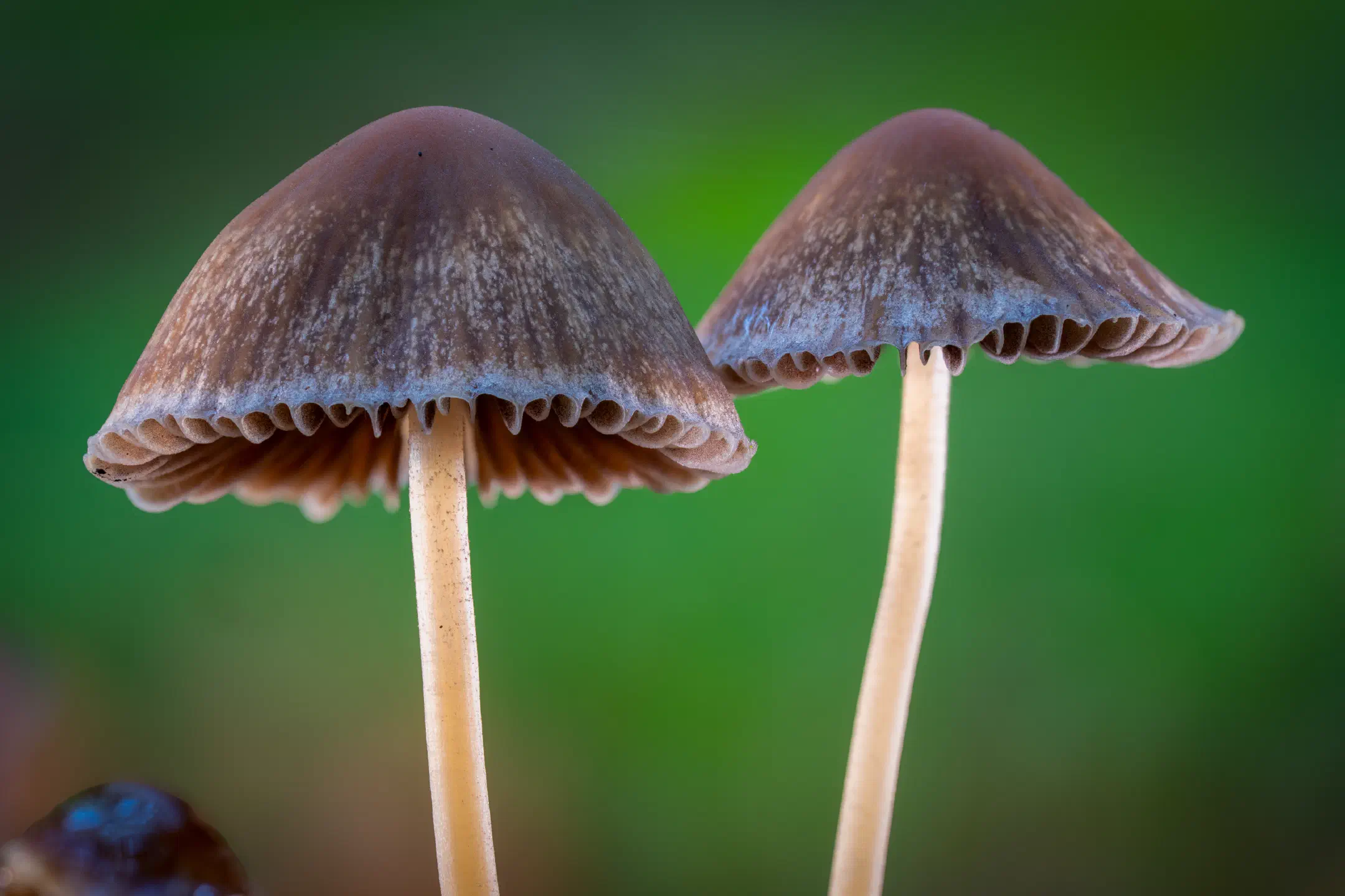 Geschwänzter Mürbling