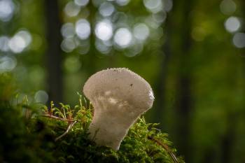 Stäubling | 1/4s * f13 * ISO 100 * 90mm - Sony FE 90mm F2.8 OSS - Sony α7R V Stäubling