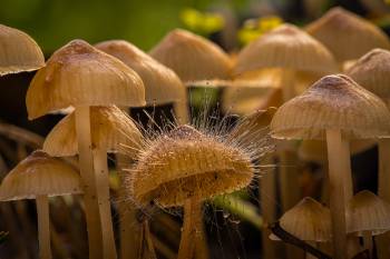 Spinellus