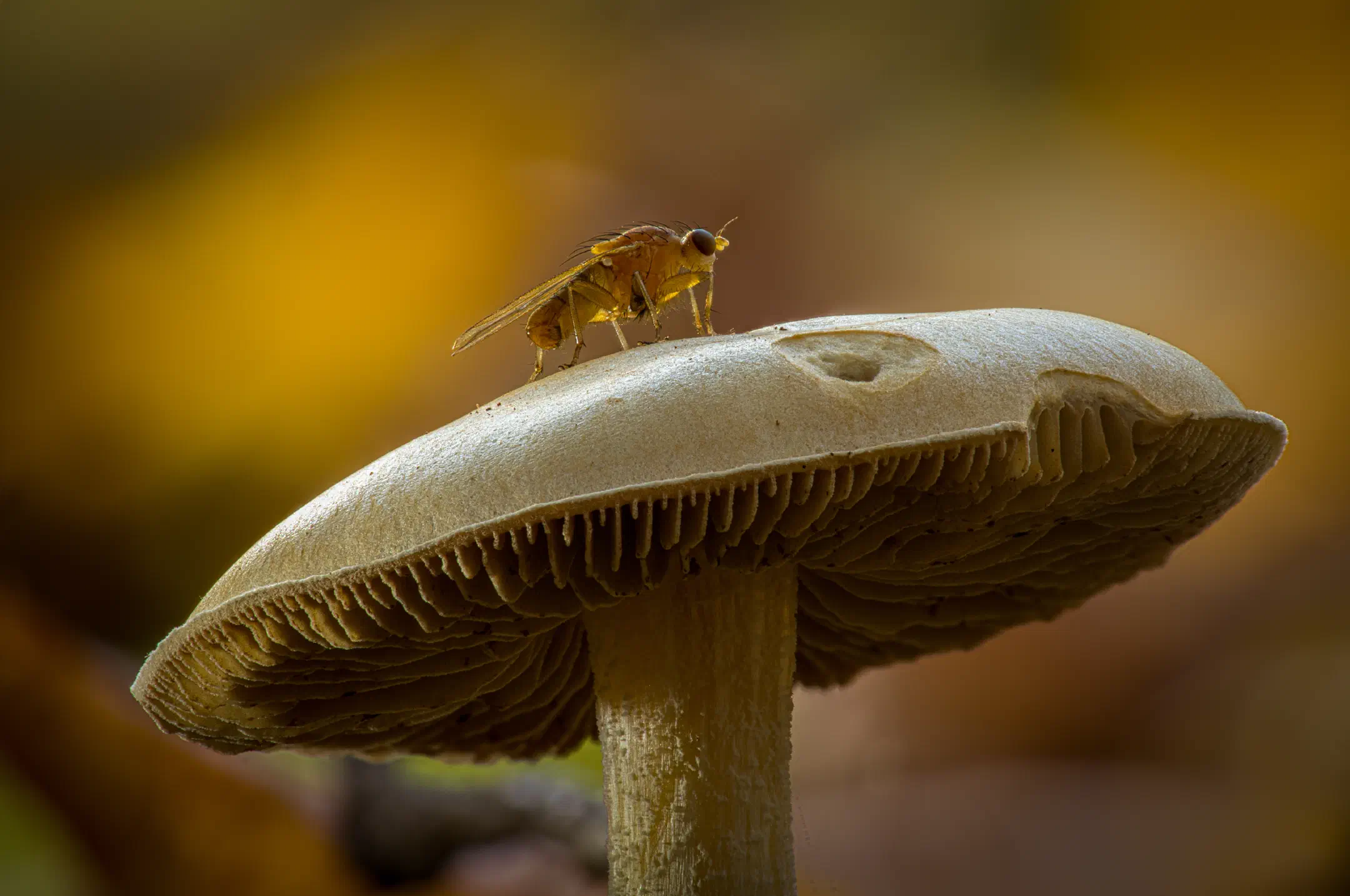 Dunkelscheibiger Fälbling