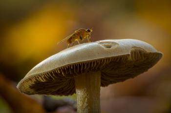 Dunkelscheibiger Fälbling