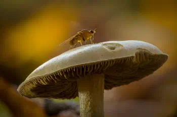 Dunkelscheibiger Fälbling