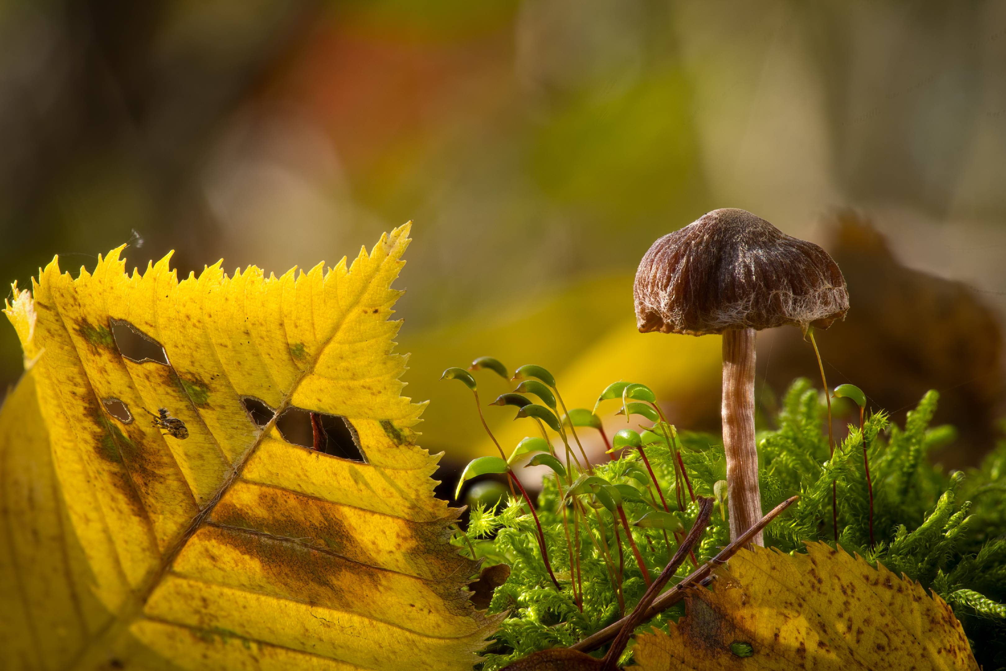 Violettlicher Pelargonien-Gürtelfuß