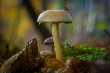 Träuschlingsverwandte