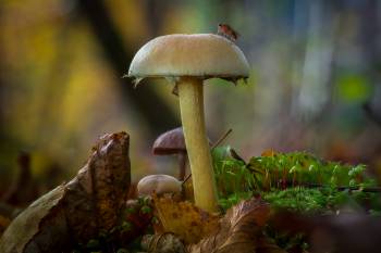 Träuschlingsverwandte | 1/6s * f11 * ISO 125 * 90mm - Sony FE 90mm F2.8 OSS - Sony α7R V Träuschlingsverwandte