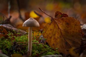 Erdblättriger Risspilz | 1/8s * f11 * ISO 125 * 90mm - Sony FE 90mm F2.8 OSS - Sony α7R V Erdblättriger Risspilz