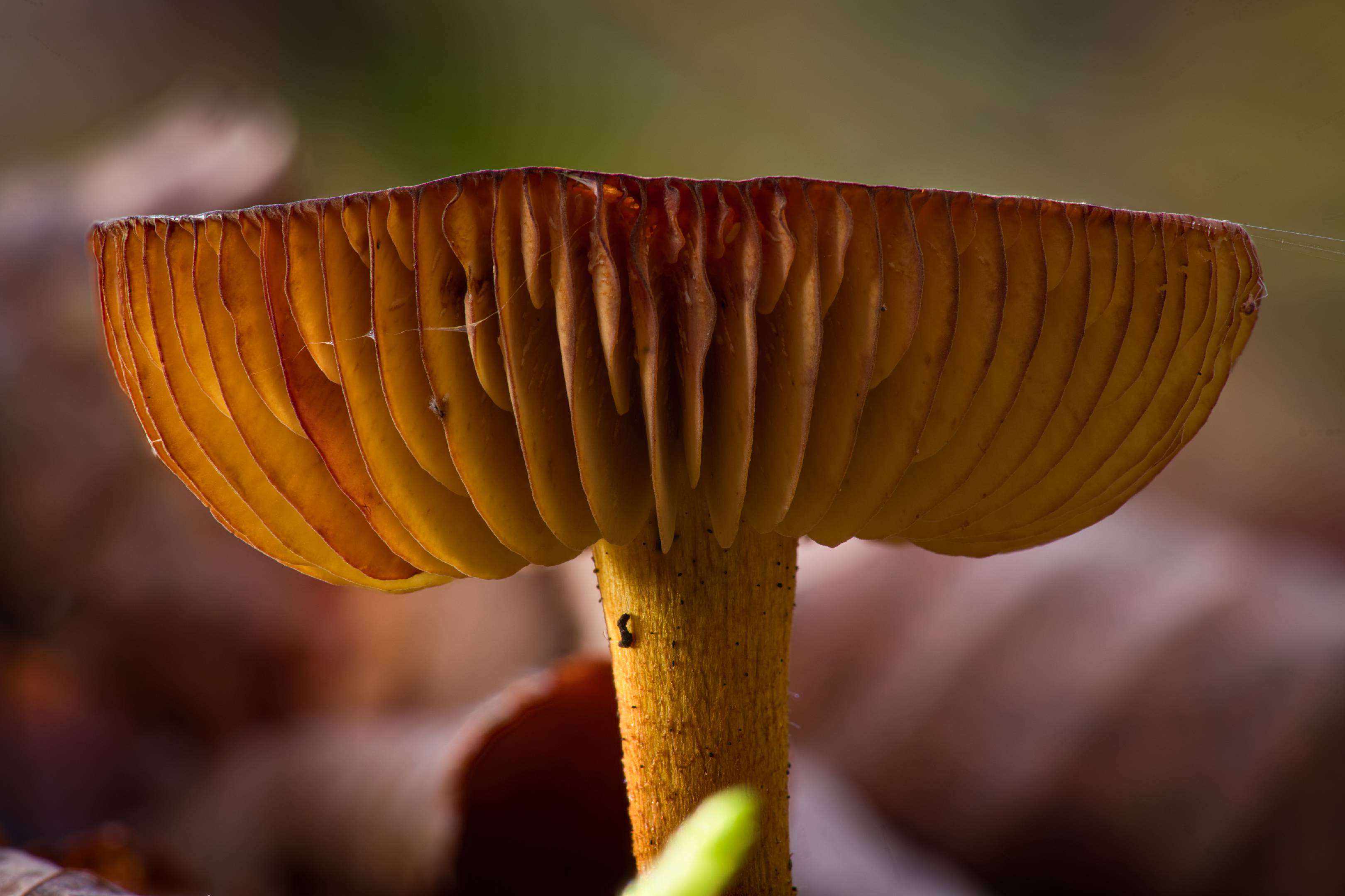 Gemeiner Schwefel-Ritterling | 1/10s * f10 * ISO 125 * 90mm - Sony FE 90mm F2.8 OSS - Sony α7R V Gemeiner Schwefel-Ritterling