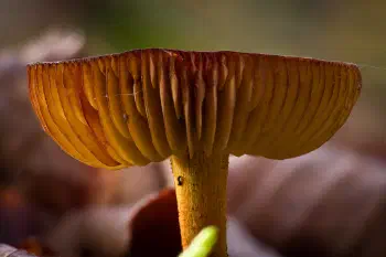 Gemeiner Schwefel-Ritterling