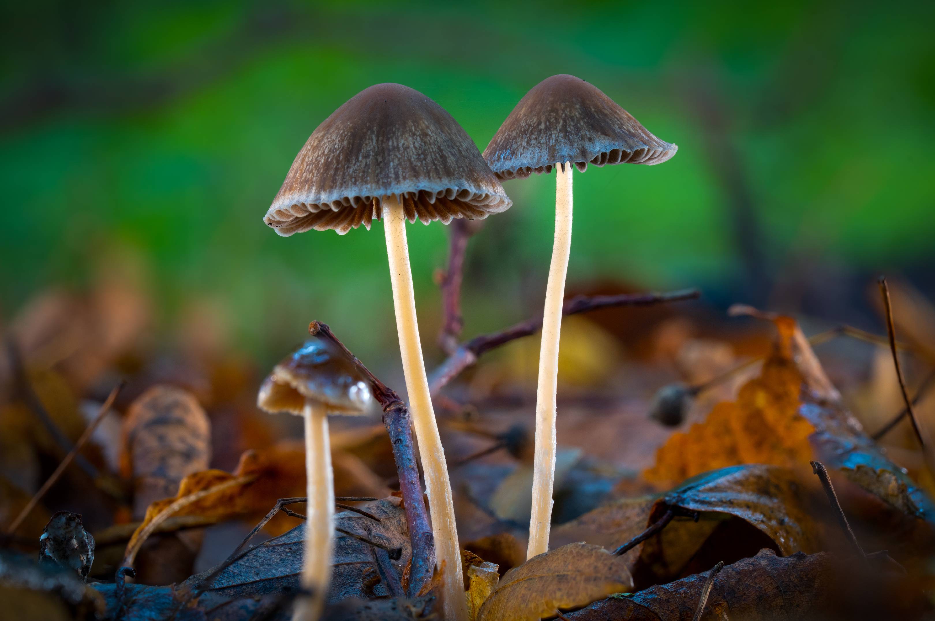 Geschwänzter Mürbling