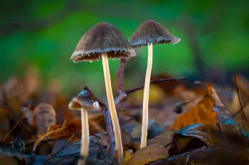 Geschwänzter Mürbling