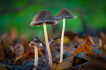 Geschwänzter Mürbling