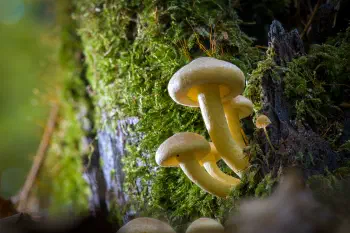 Grünblättriger Schwefelkopf