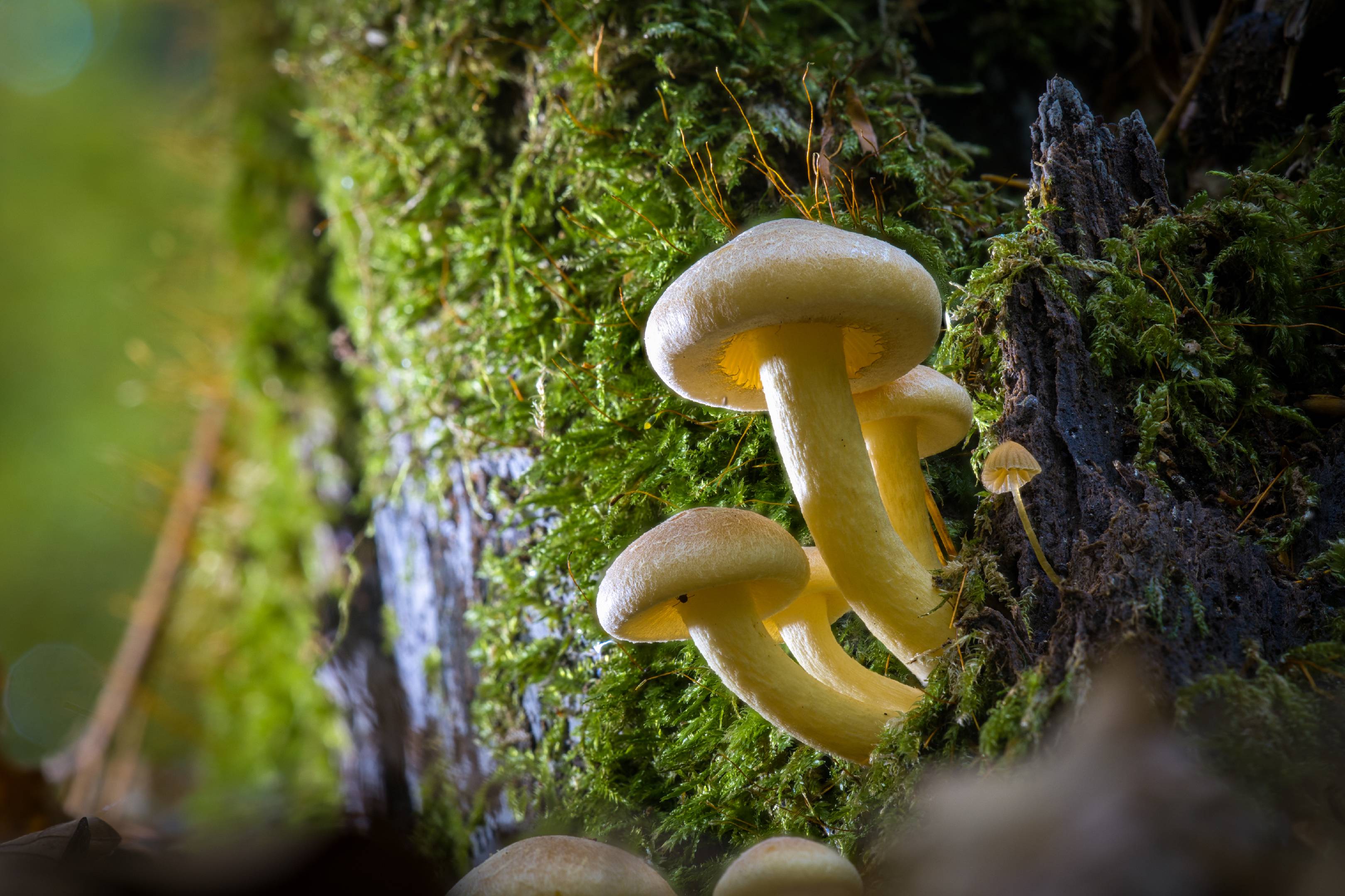 Grünblättriger Schwefelkopf