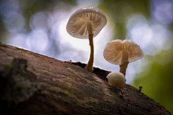 Buchen-Schleimrübling