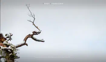 Snow covered pine branch with mistletoe