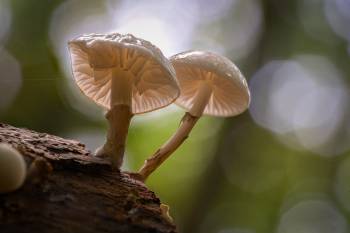 Buchen-Schleimrübling