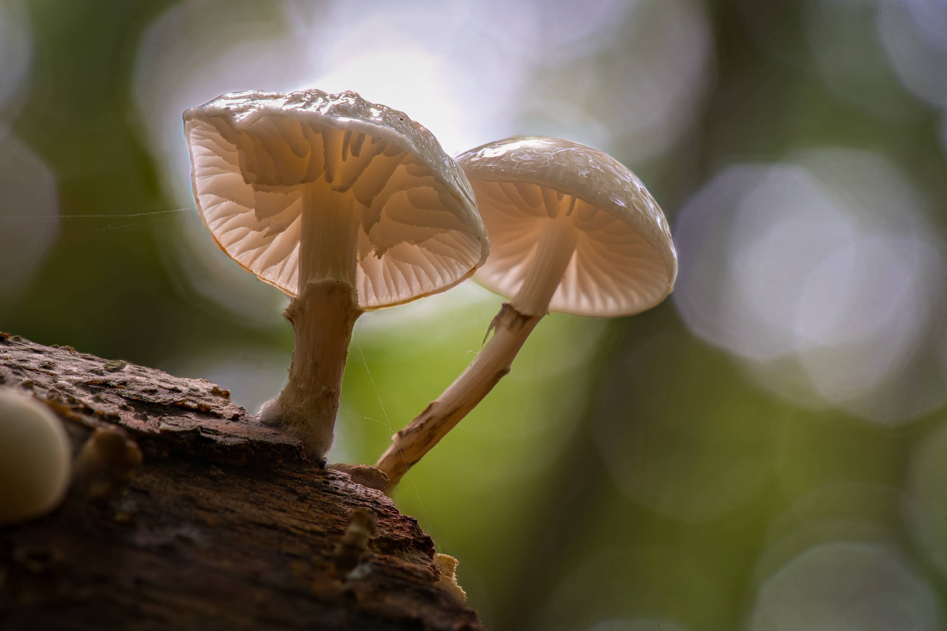 Buchen-Schleimrübling