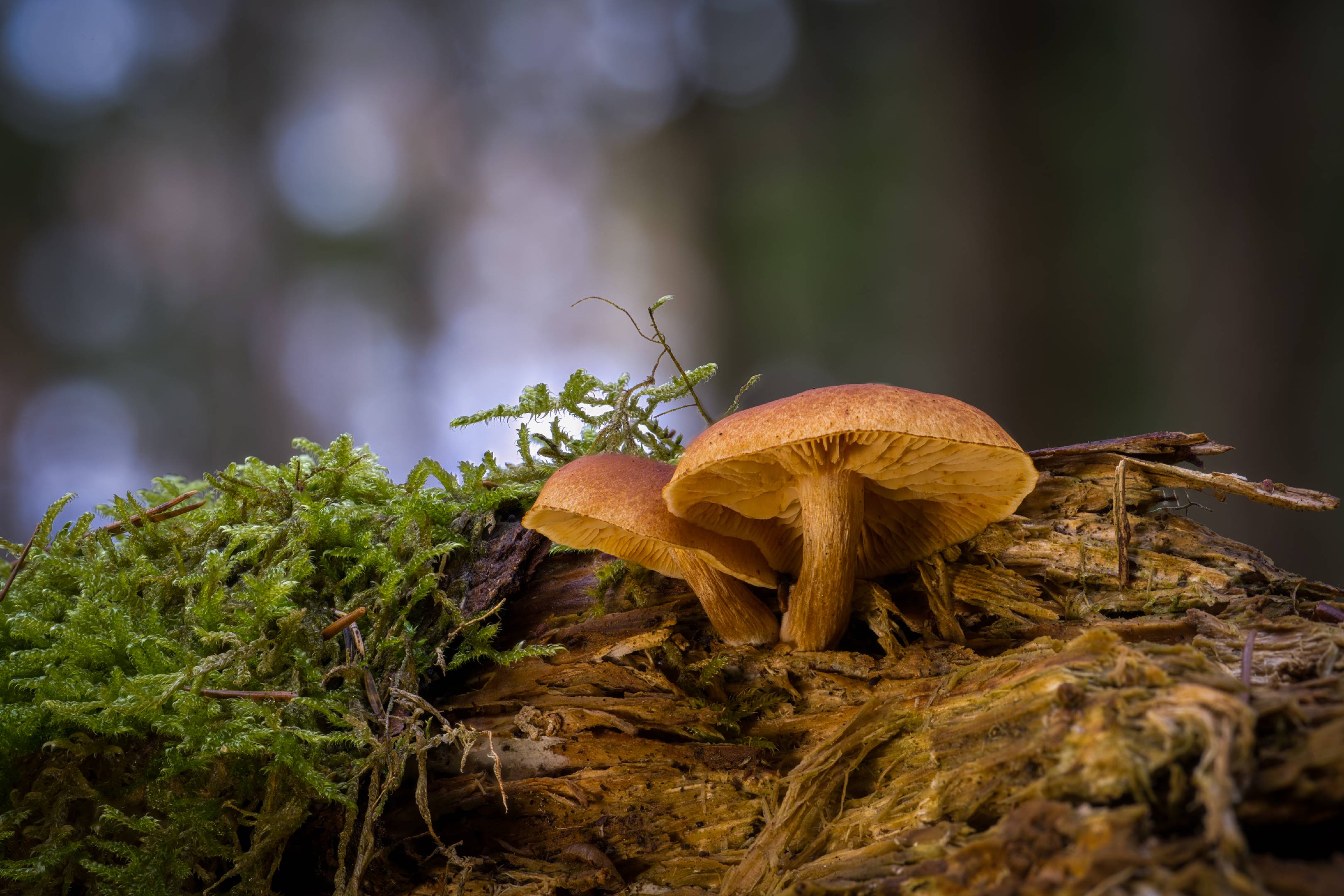 Samtschuppiger Tannen-Flämmling 