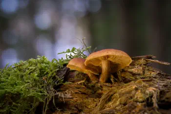 Samtschuppiger Tannen-Flämmling 
