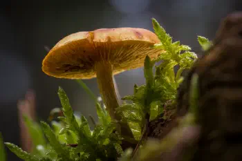 Samtschuppiger Tannen-Flämmling 