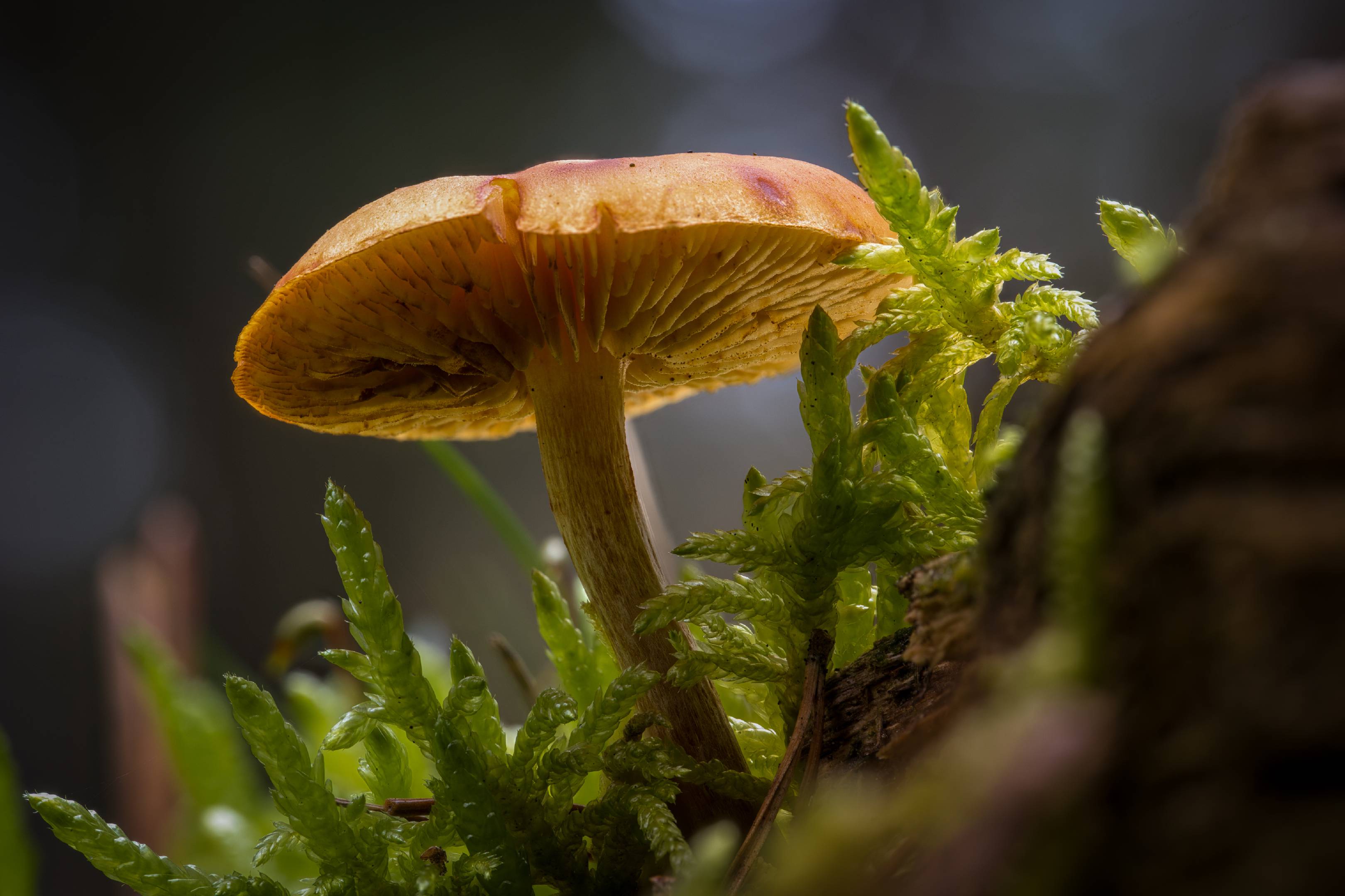 Samtschuppiger Tannen-Flämmling 