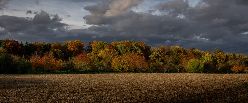 „Wildnis am Rathsberg“