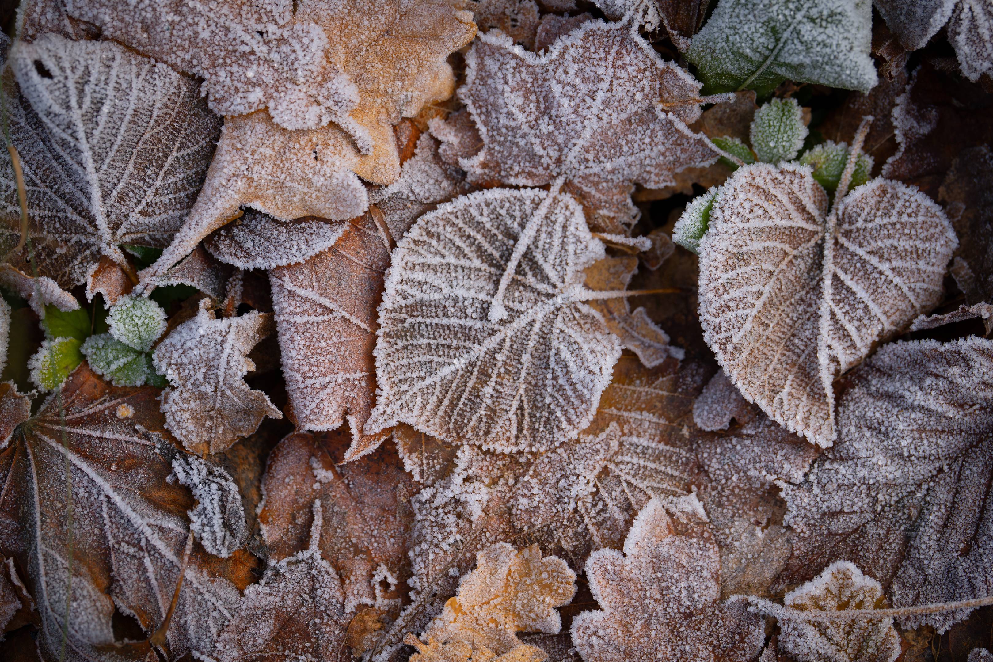 Frost kisses fall