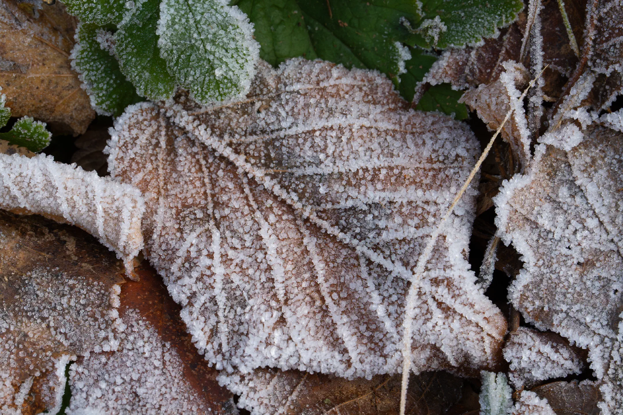 Salted leaf