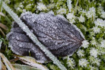 Frosty morning breath
