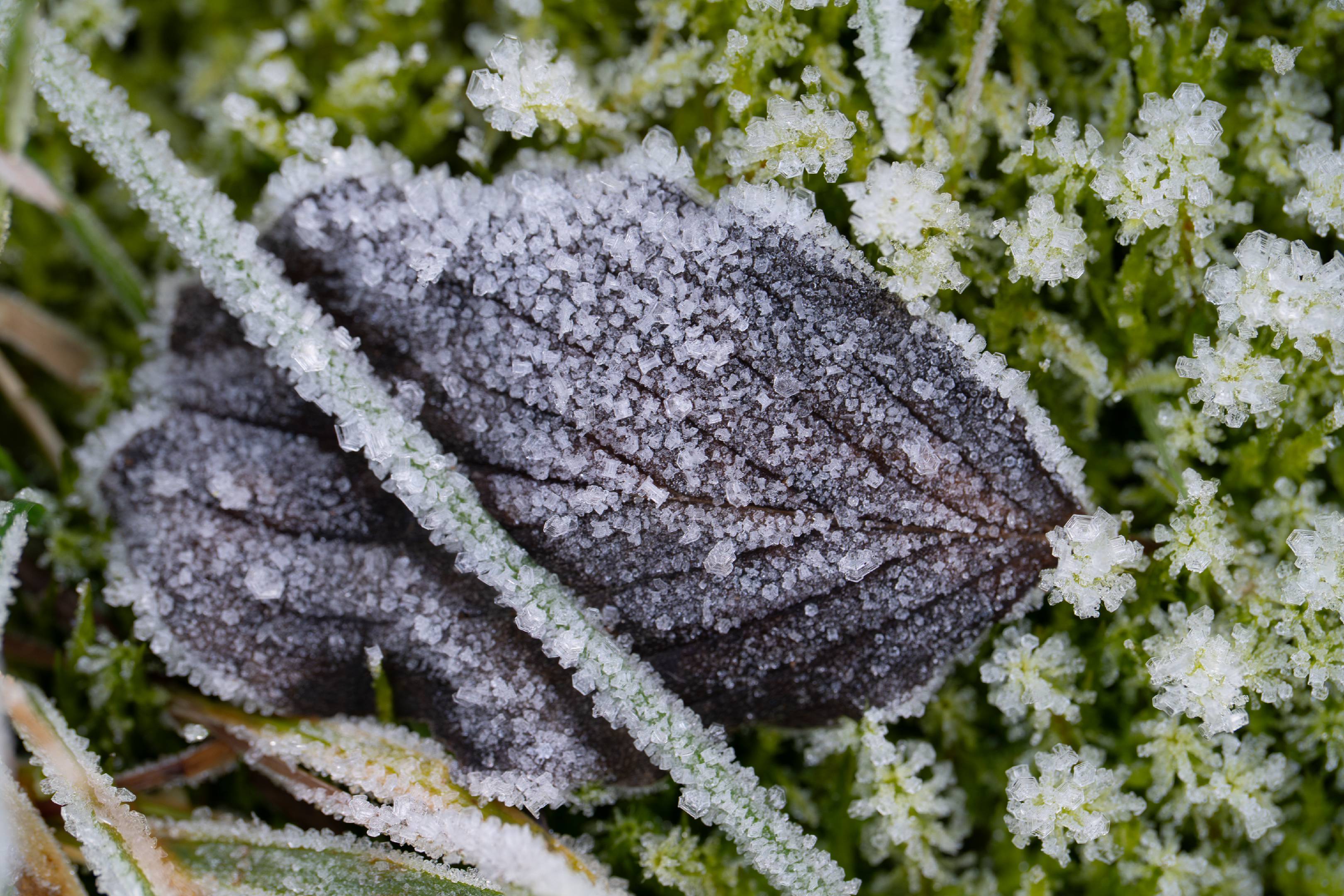 Frosty morning breath