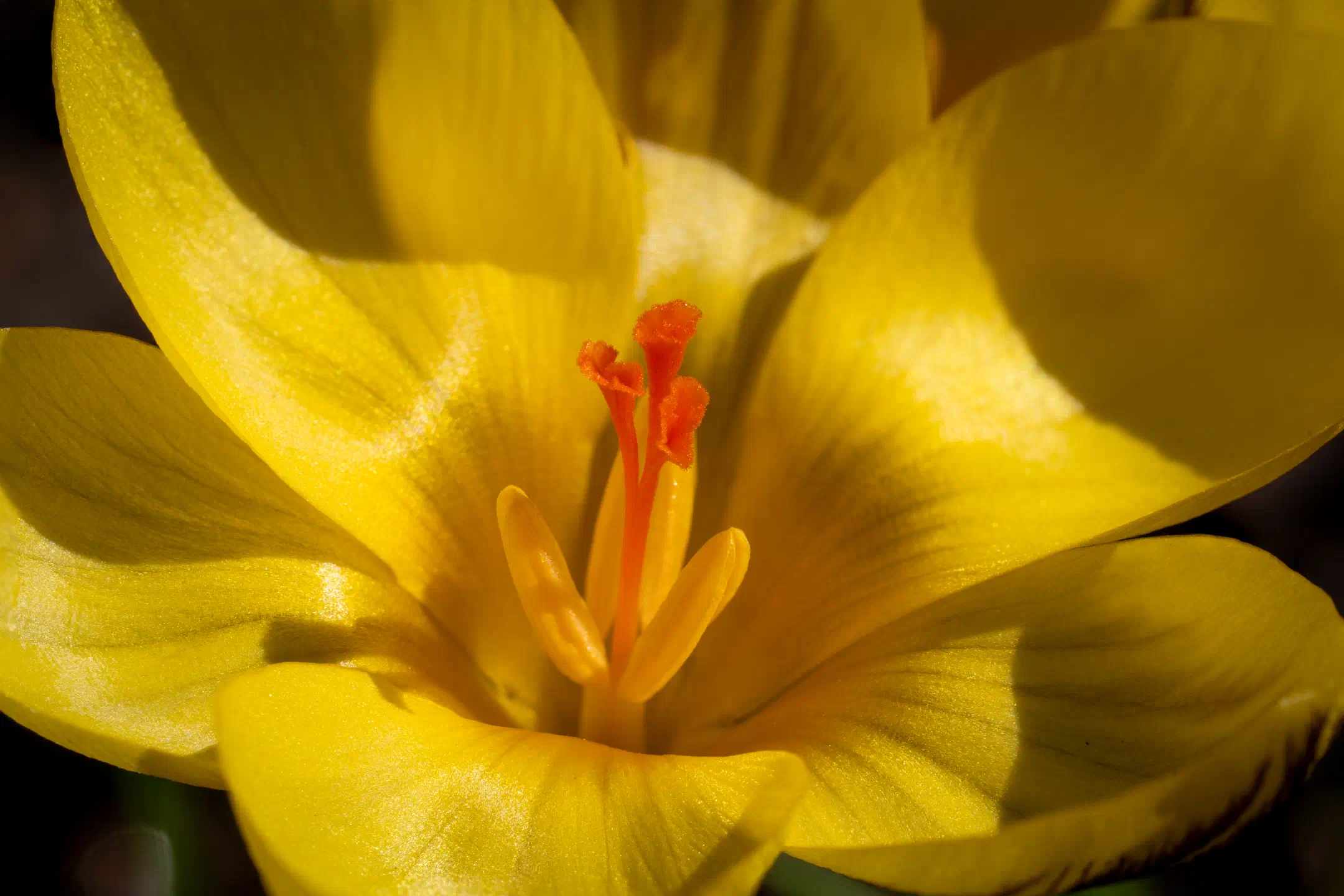 Crocus