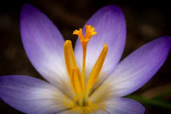 Crocus