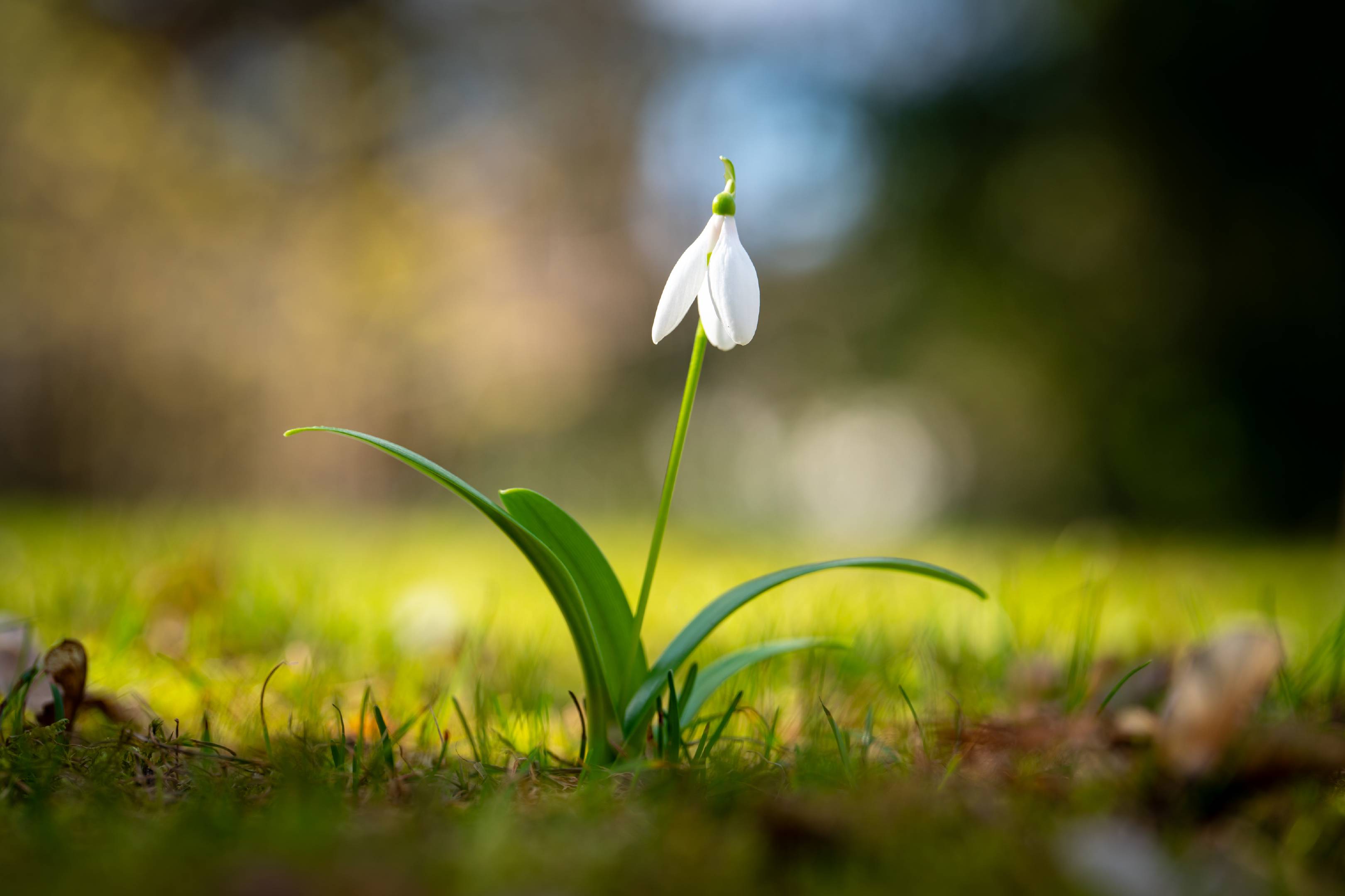 Snowdrop