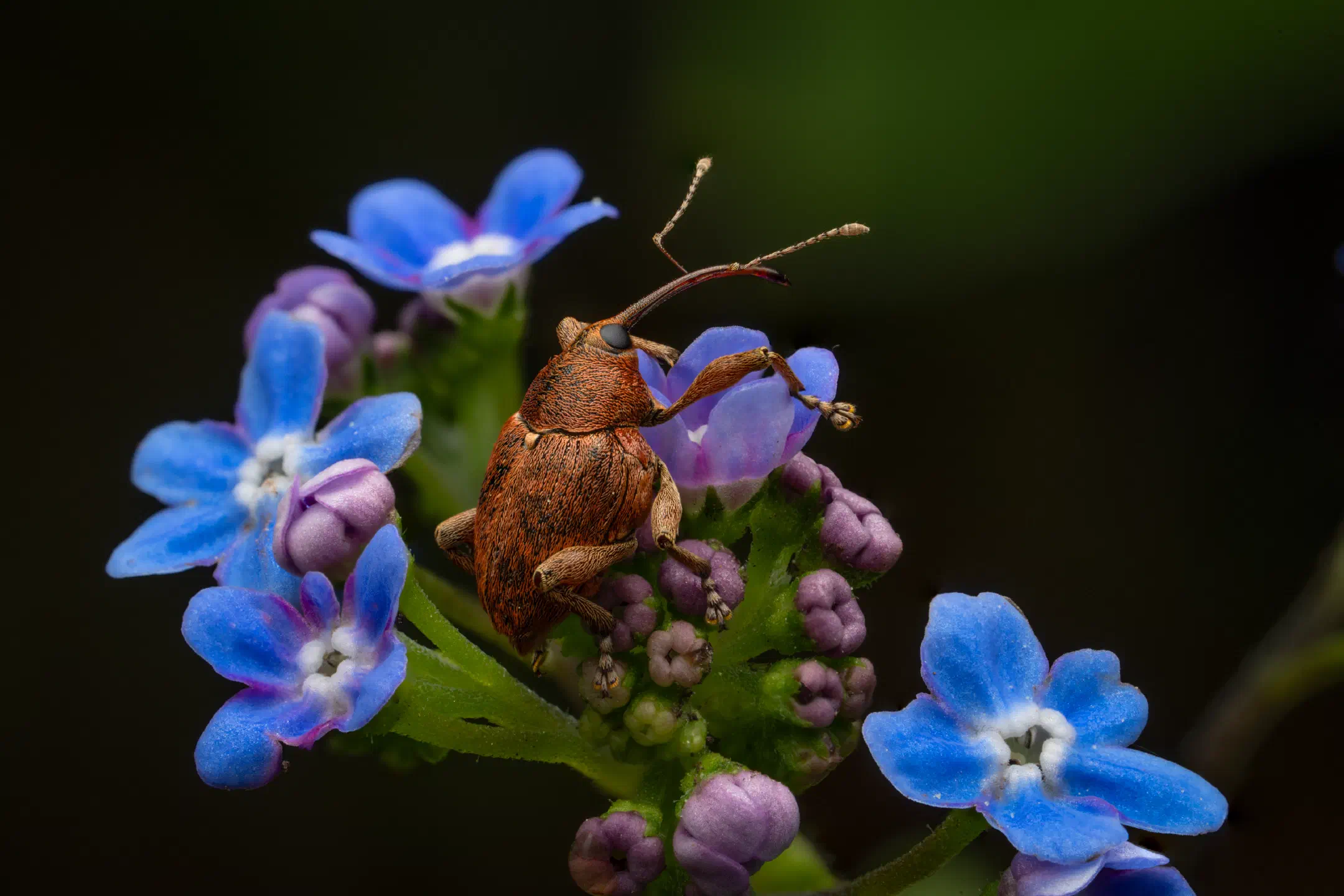 Acorn weevil on forget-me-not