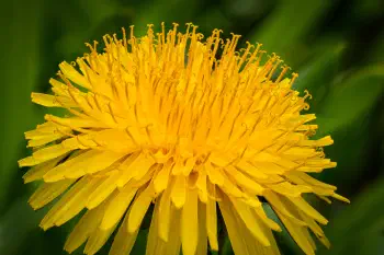 Dandelion