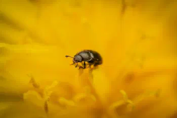 Common Pollen Beetle on Dandelion