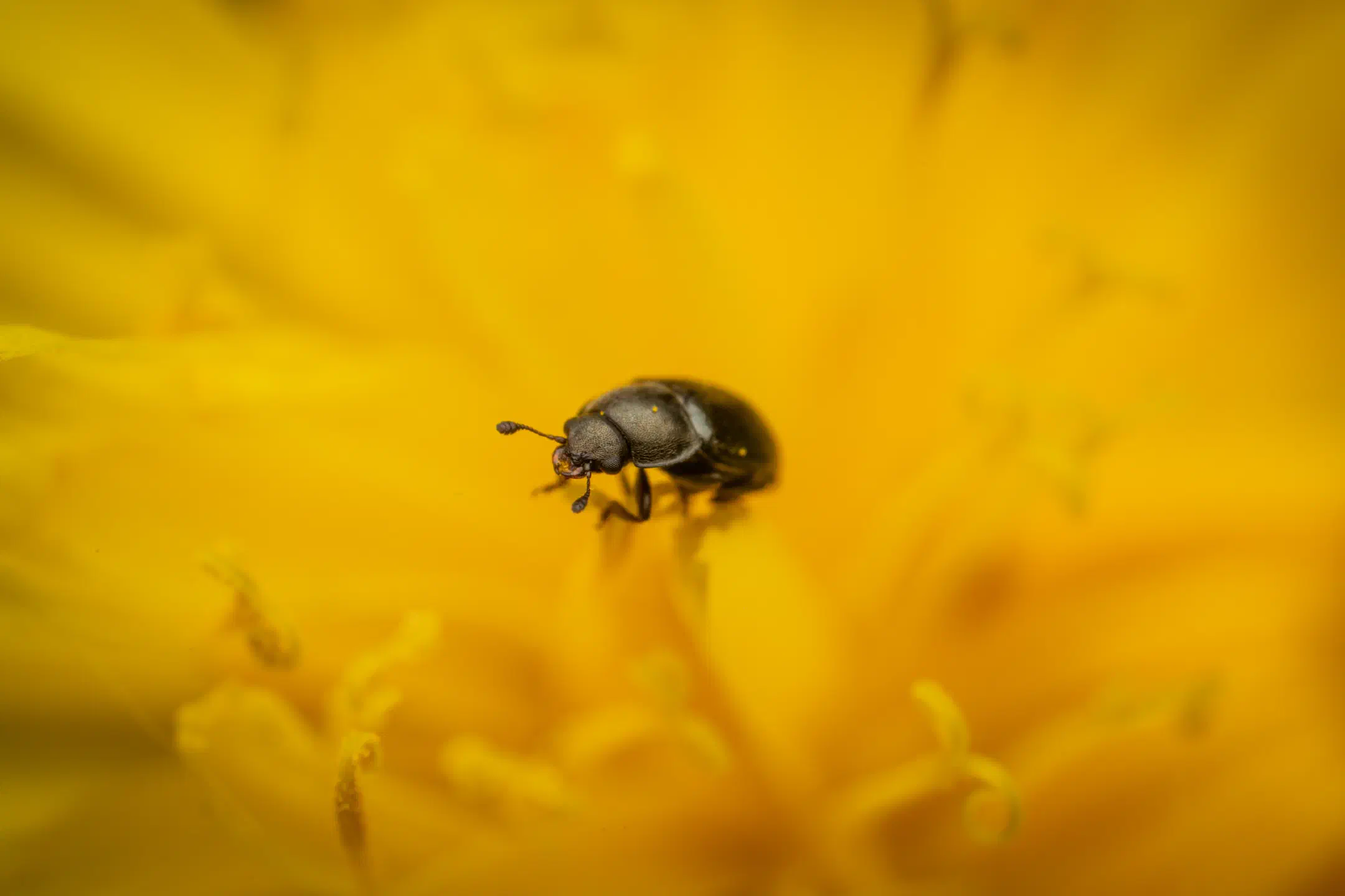 Common Pollen Beetle on Dandelion
