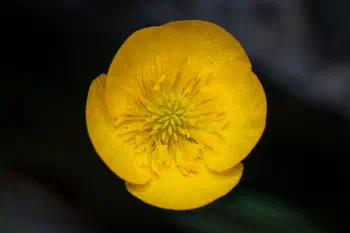 Buttercup