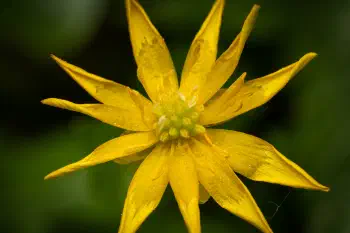 Fig-root buttercup
