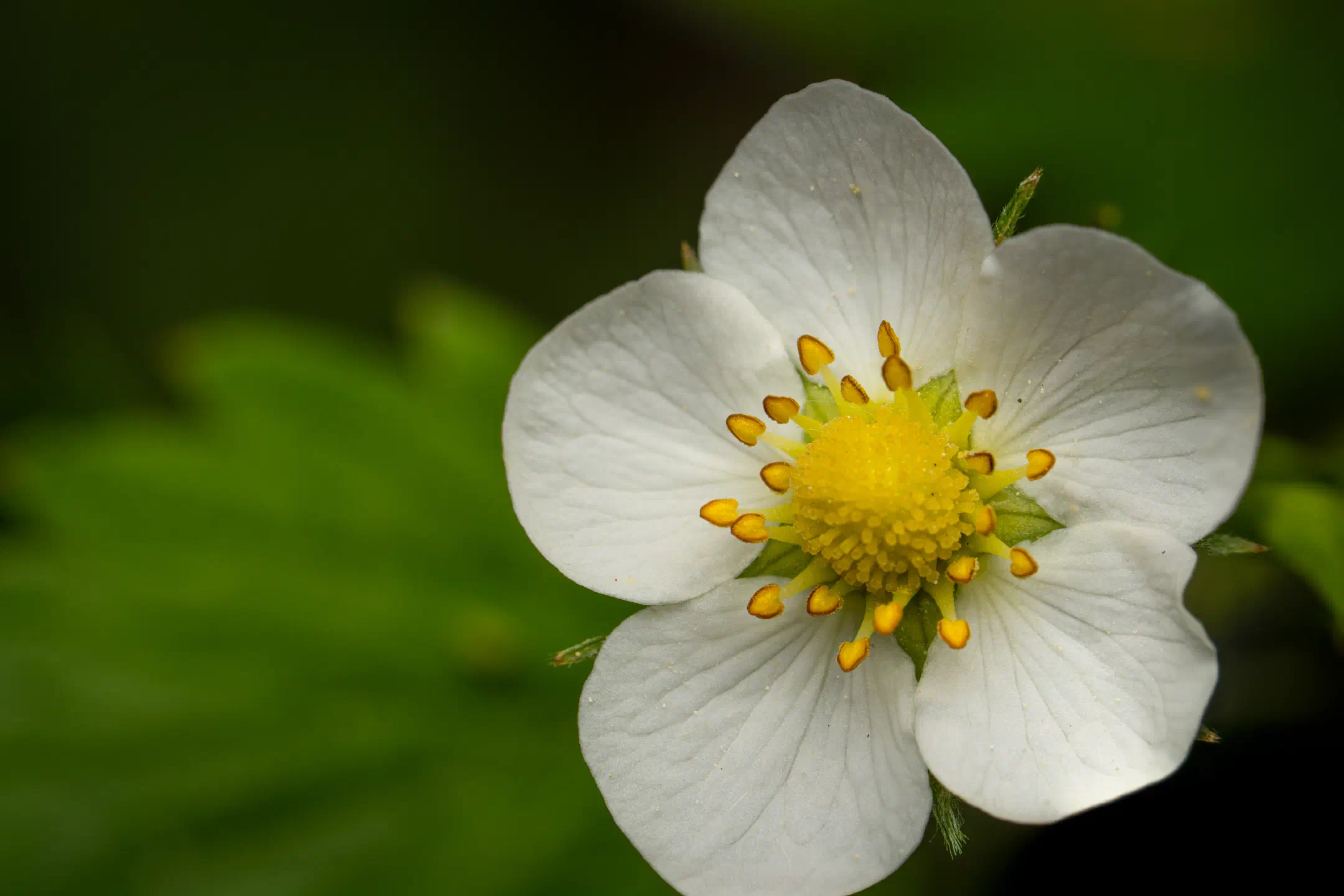 Woodland strawberry
