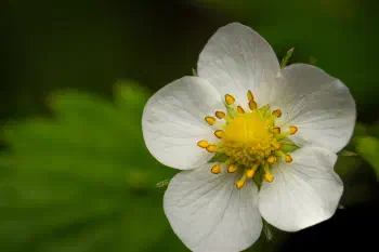 Woodland strawberry
