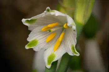 Spring Snowflake