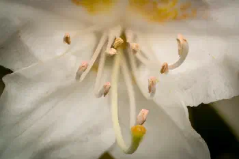 Rhododendron blossom
