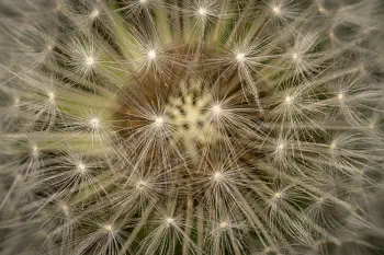 Dandelion Deployment System