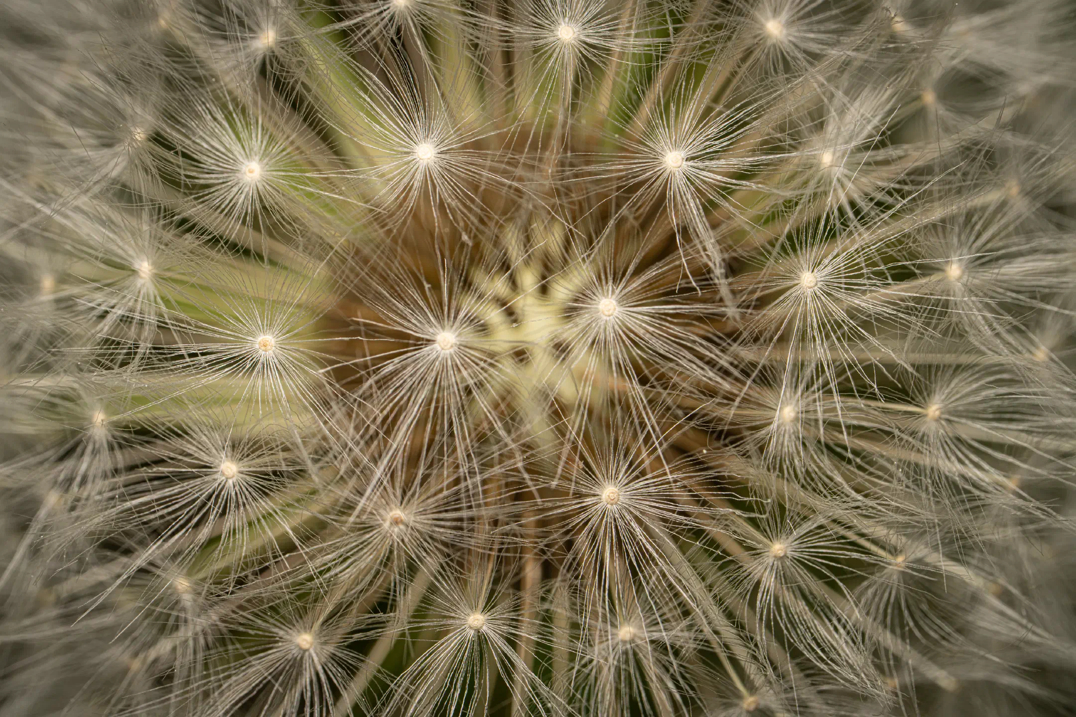 Dandelion Deployment System | 1/250s * f13 * ISO 200 * 200mm - FE 100mm F2.8 Macro GM OSS + 2X Teleconverter - Sony α7R V Dandelion Deployment System