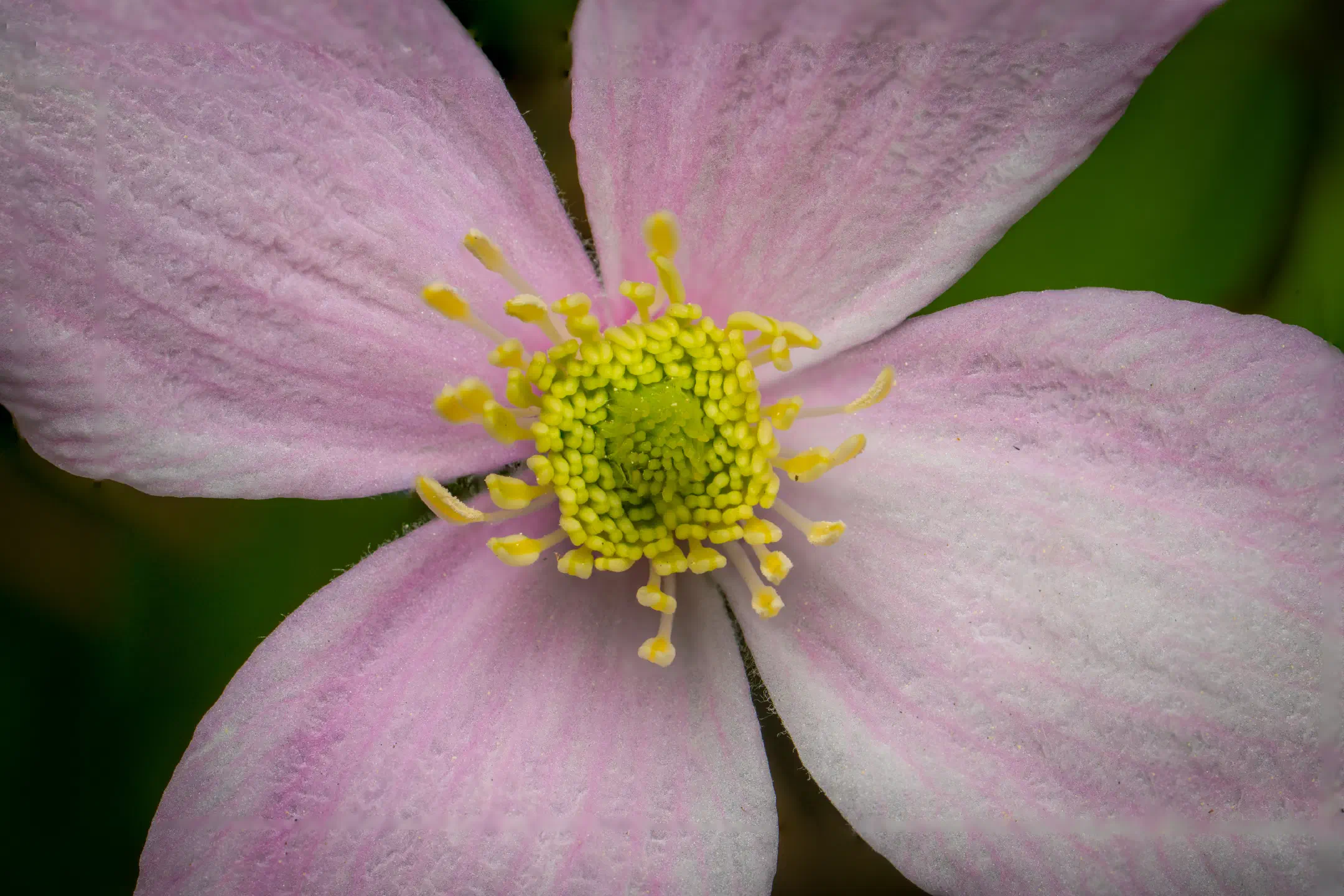 Himalayan clematis