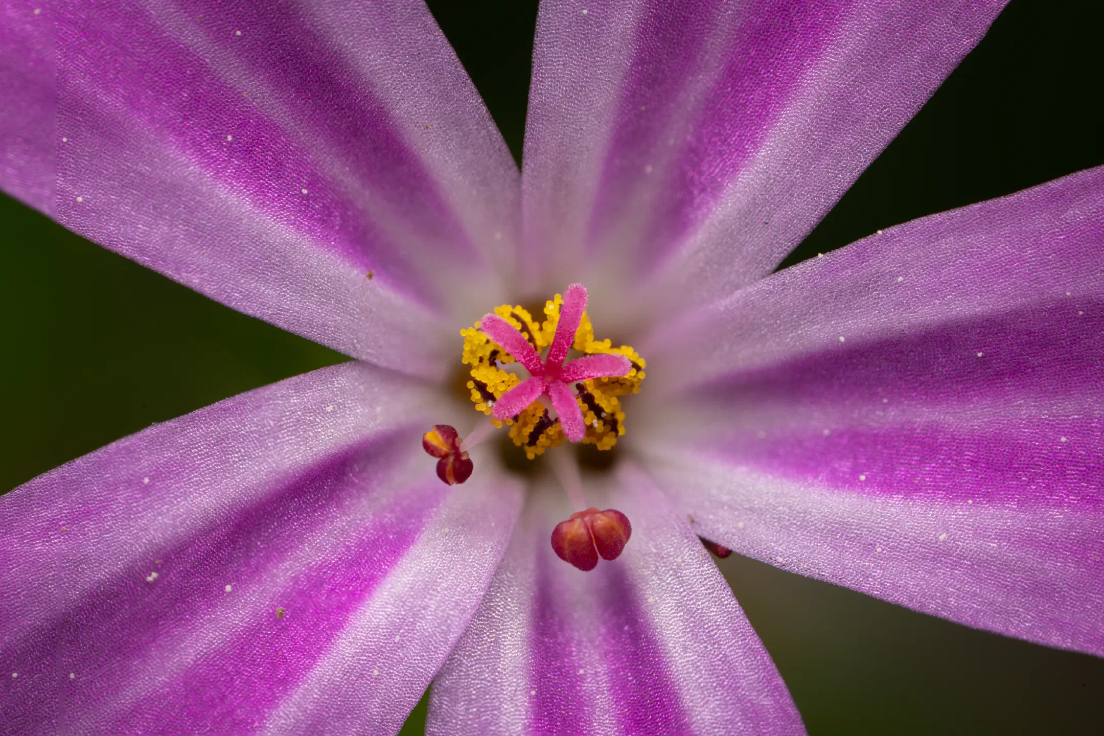 Death come quickly | 1/250s * f13 * ISO 200 * 200mm - FE 100mm F2.8 Macro GM OSS + 2X Teleconverter - Sony α7R V Death come quickly